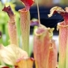 Sarracenia alata x flava -- Schlauchpflanze Hybrid 